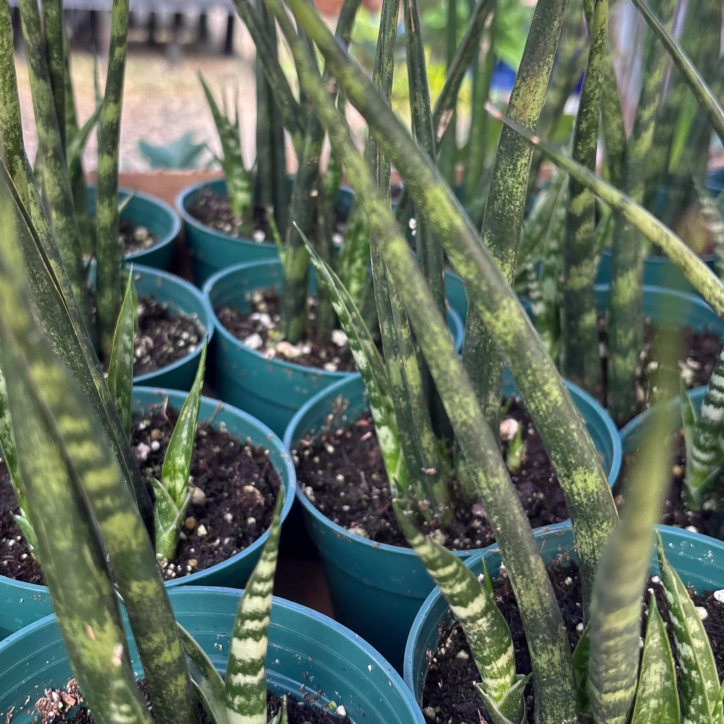 Sansevieria parva x suffruticosa 'Mikado'