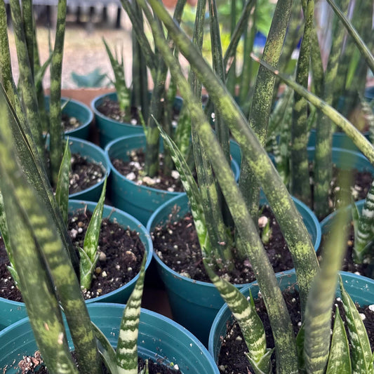 Sansevieria parva x suffruticosa 'Mikado'