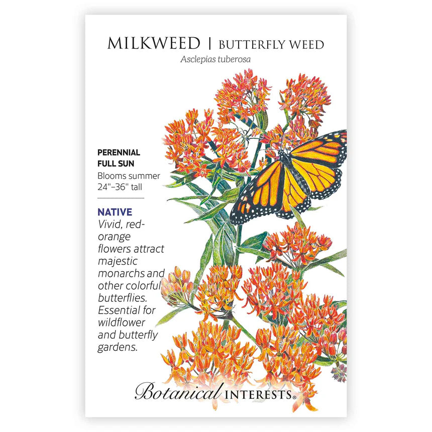 Milkweed seeds 'Butterfly Flower'