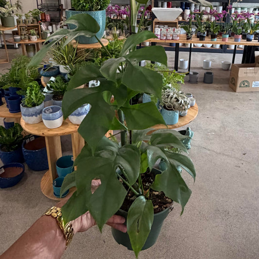 Rhaphidophora tertrasperma 'Ginny' (Mini Monstera)