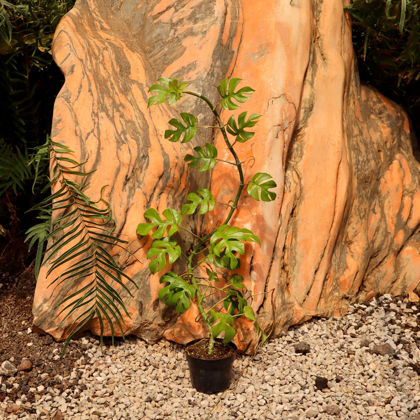 Rhaphidophora tertrasperma (Mini Monstera)
