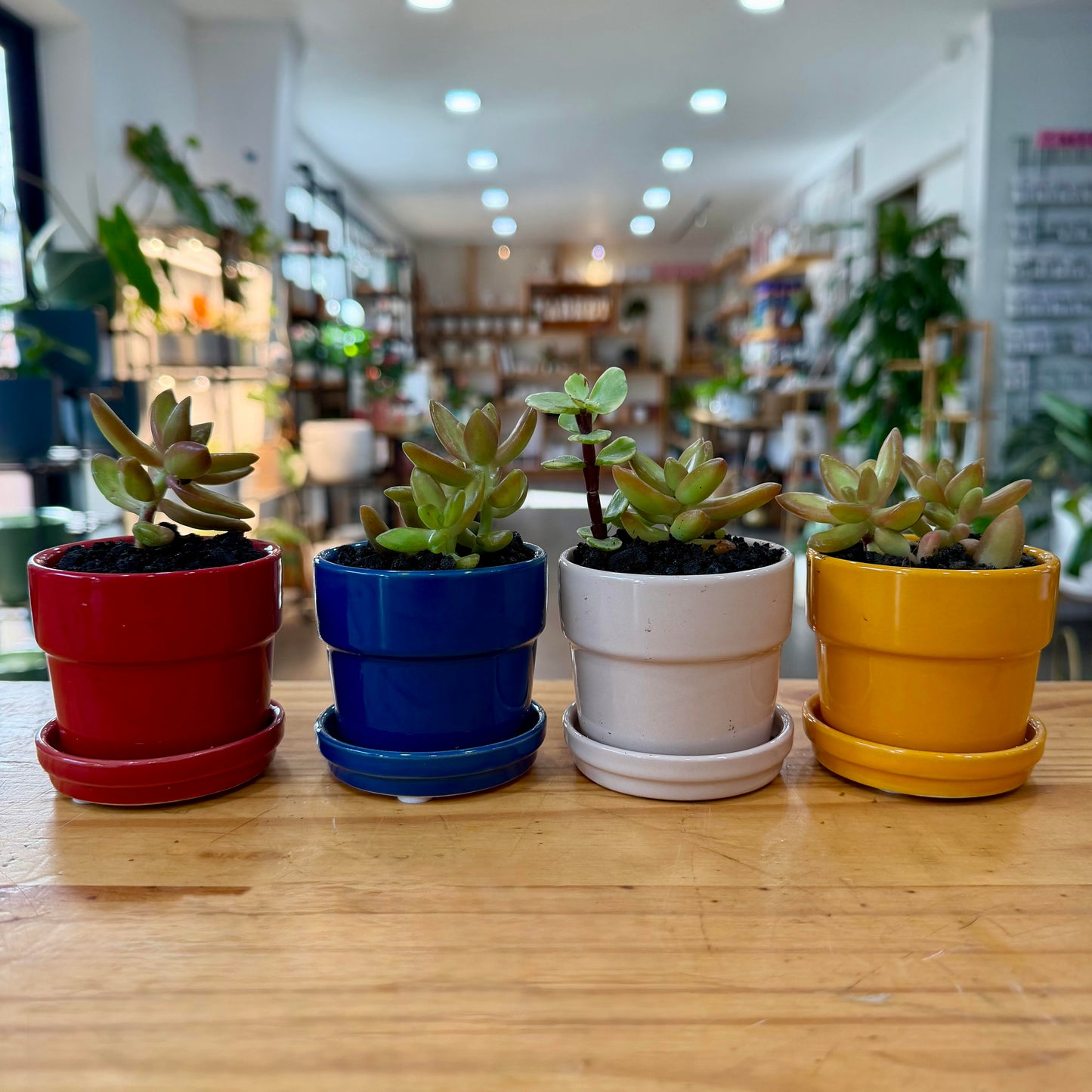 Succulent/Cactus Arrangements