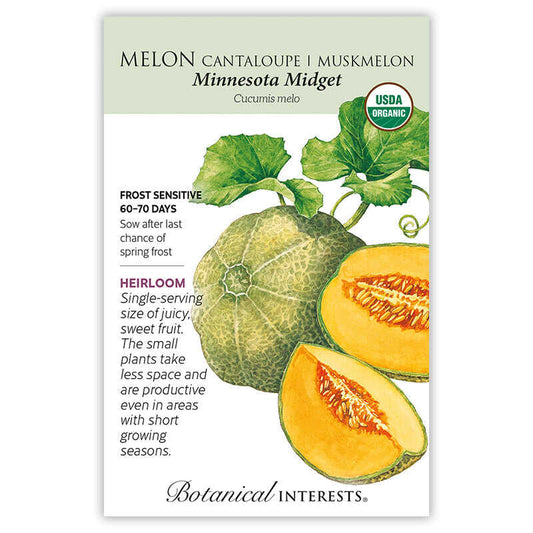 Minnesota Midget Cantaloupe 'Muskmelon Melon'