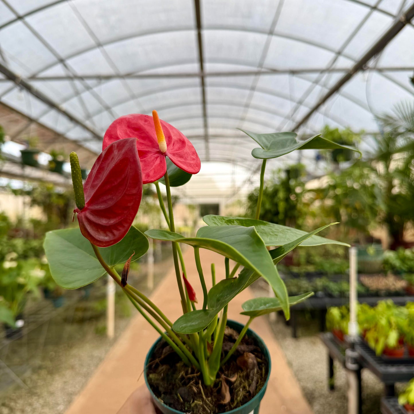 Anthurium 'Minnesota'