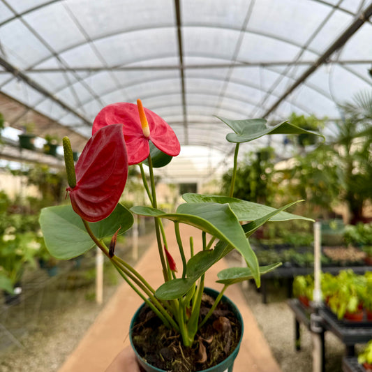 Anthurium 'Minnesota'