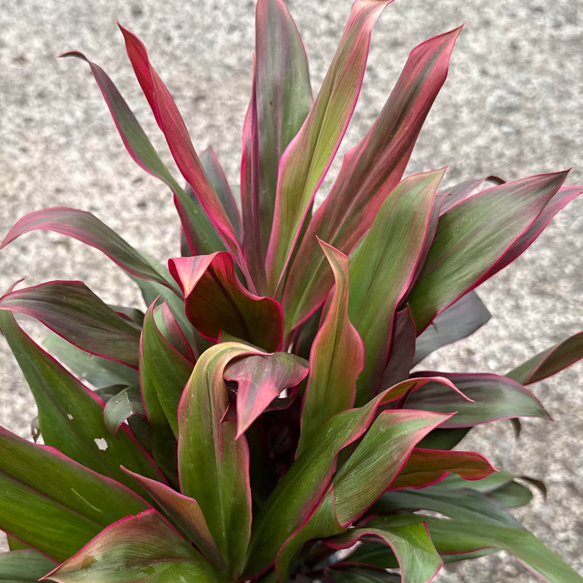 Cordyline fruticosa ʻMiss Hawaii" (Ti Leaf)