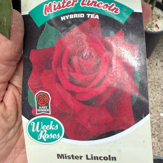 Hybrid Tea Tall Rose Bush 'Mister Lincoln'