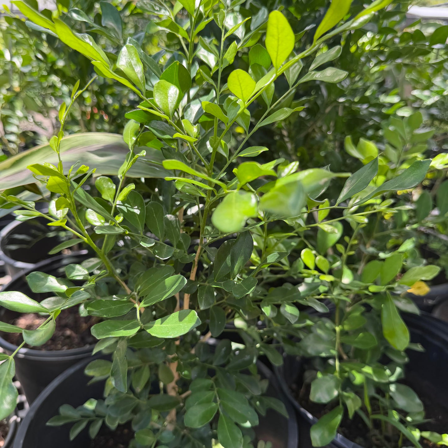 Mock Orange