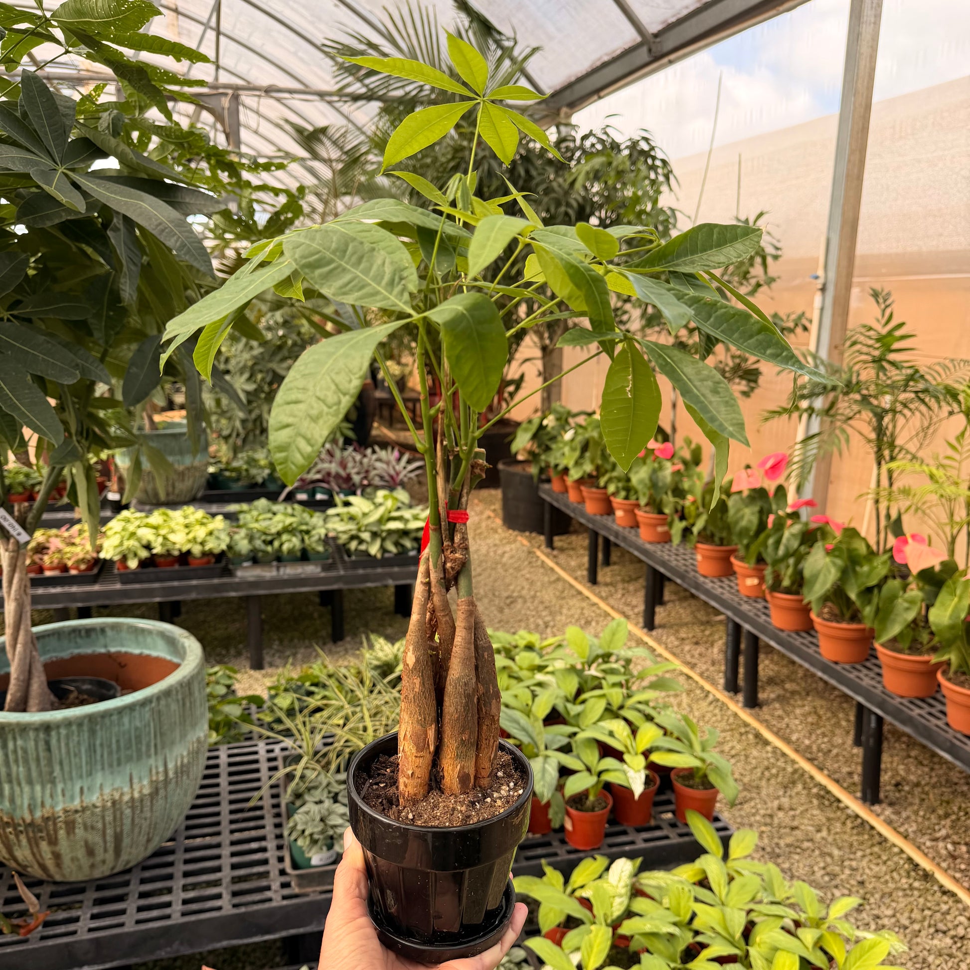 braided money plant Pachira aquatica aubul (Braided Money Tree)