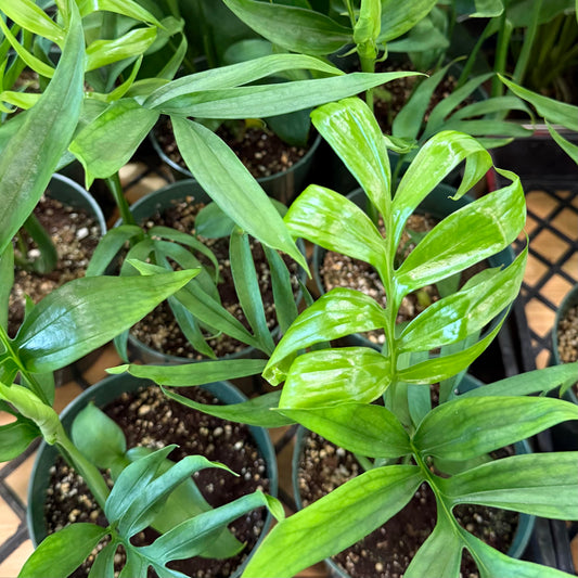 Monstera subpinnata