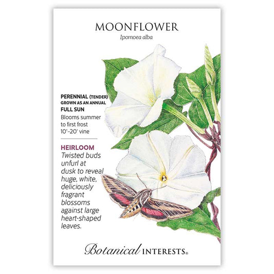 Moonflower seeds 'White'