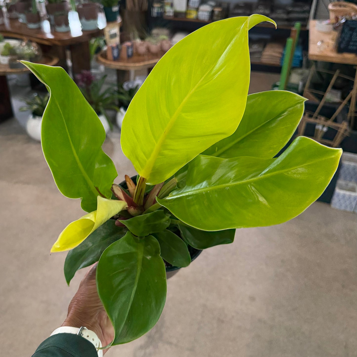 Philodendron hederaceum 'Moonlight'