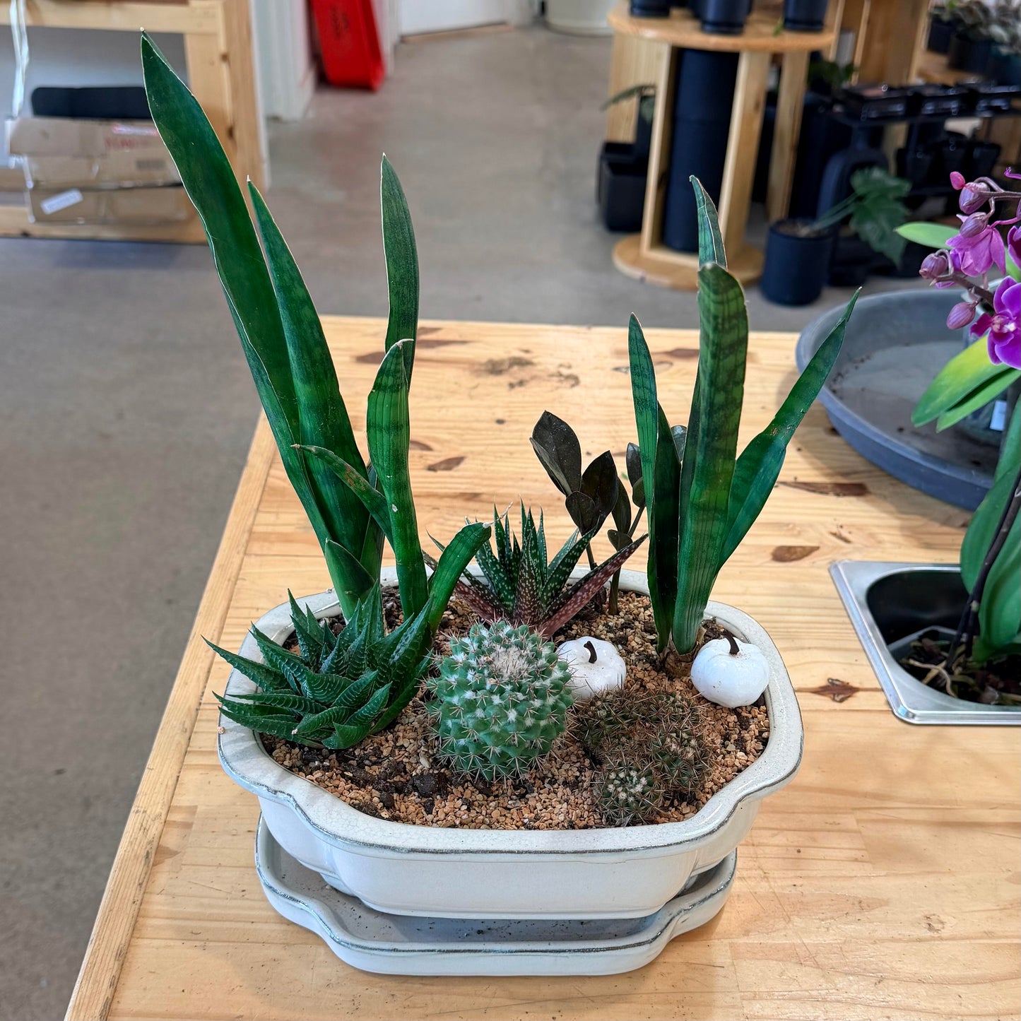 Succulent/Cactus Arrangements