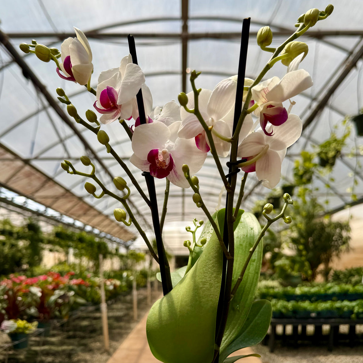Phalaenopsis 'Moth Orchid'