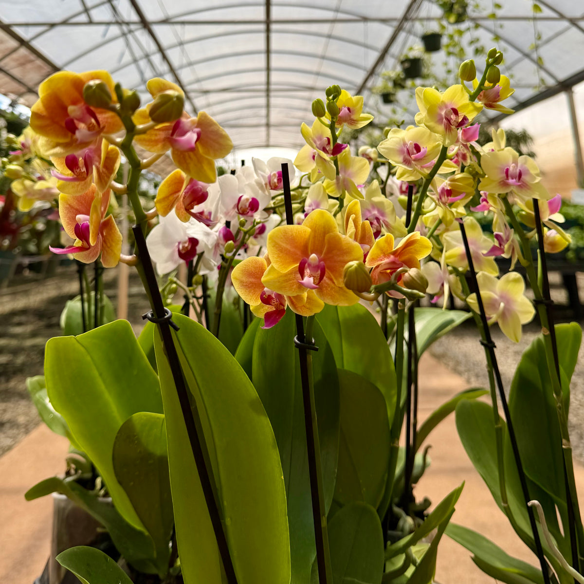 Phalaenopsis 'Moth Orchid'