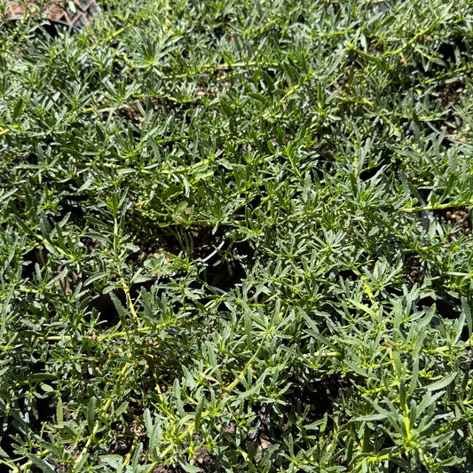 Myoporum sandwicense, Naio Papa