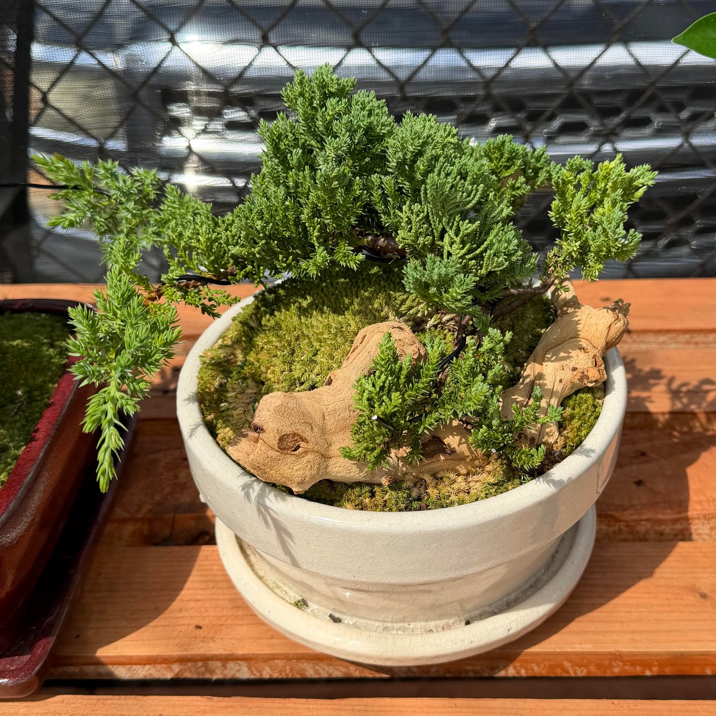 Bonsai - Juniper 'Nana' in Ceramic Planter