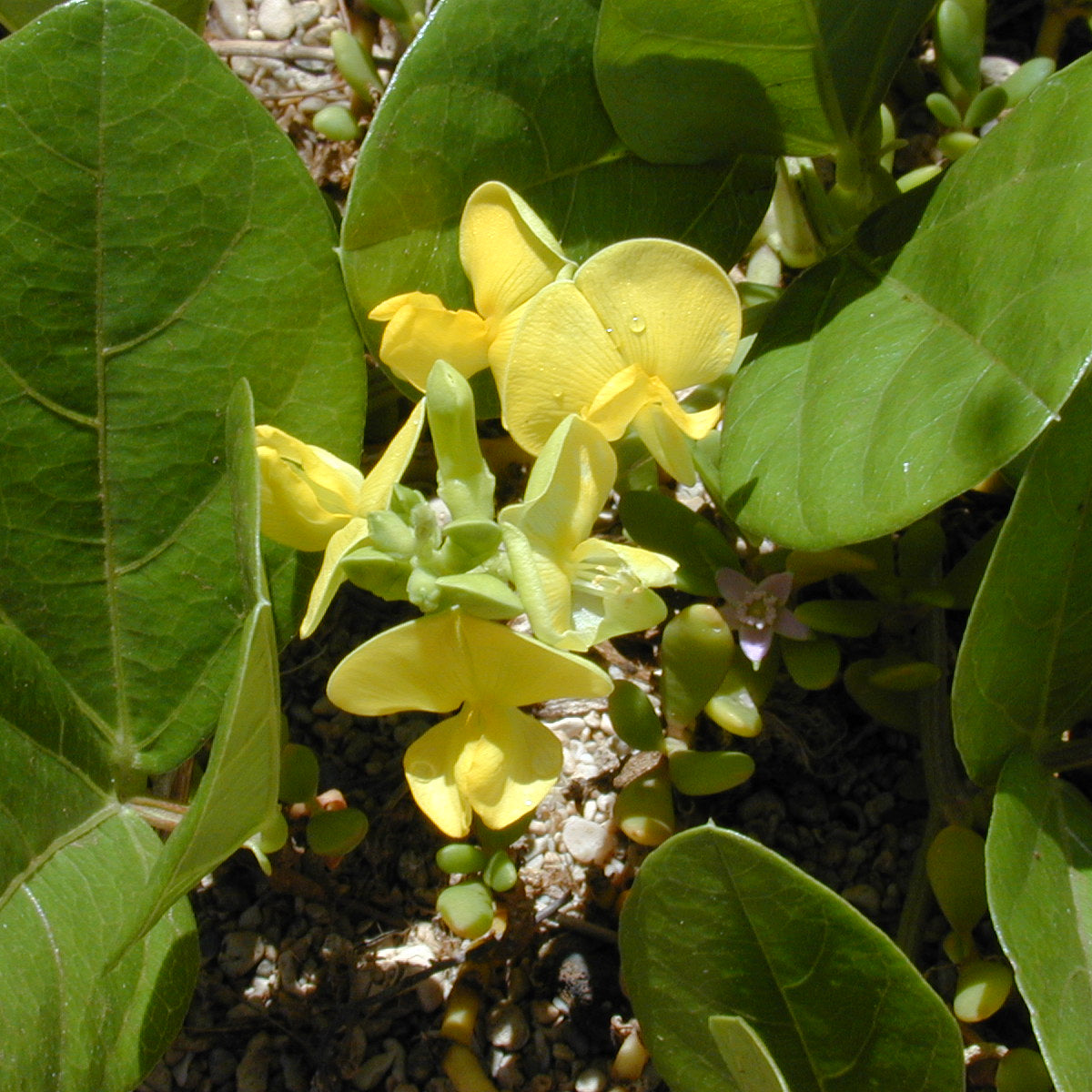 Vigna marina, "Nanea"