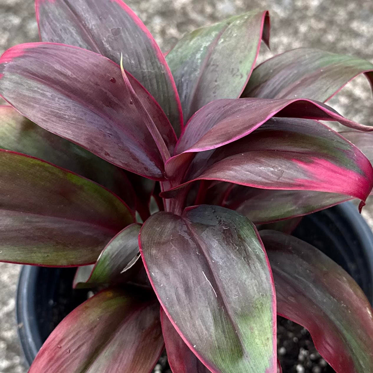 Cordyline Fruitcosa 'Nani's Beauty' (Ti Leaf)