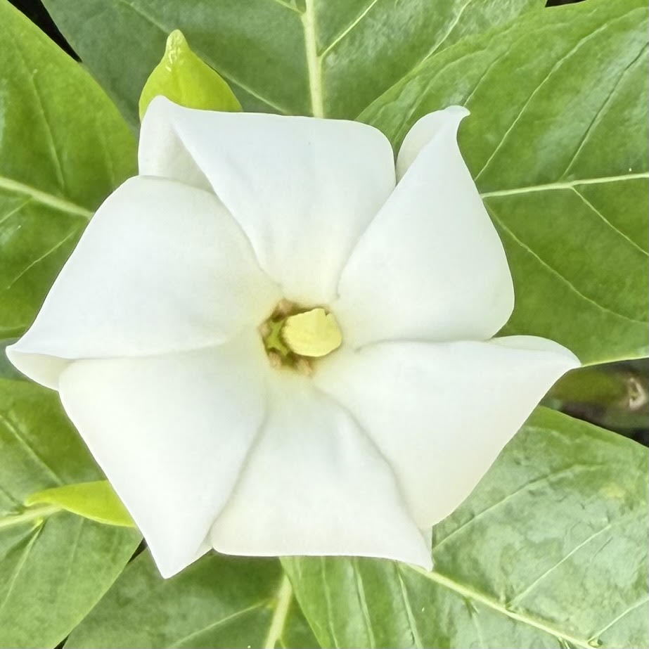 Gardenia ʻNanuʻ