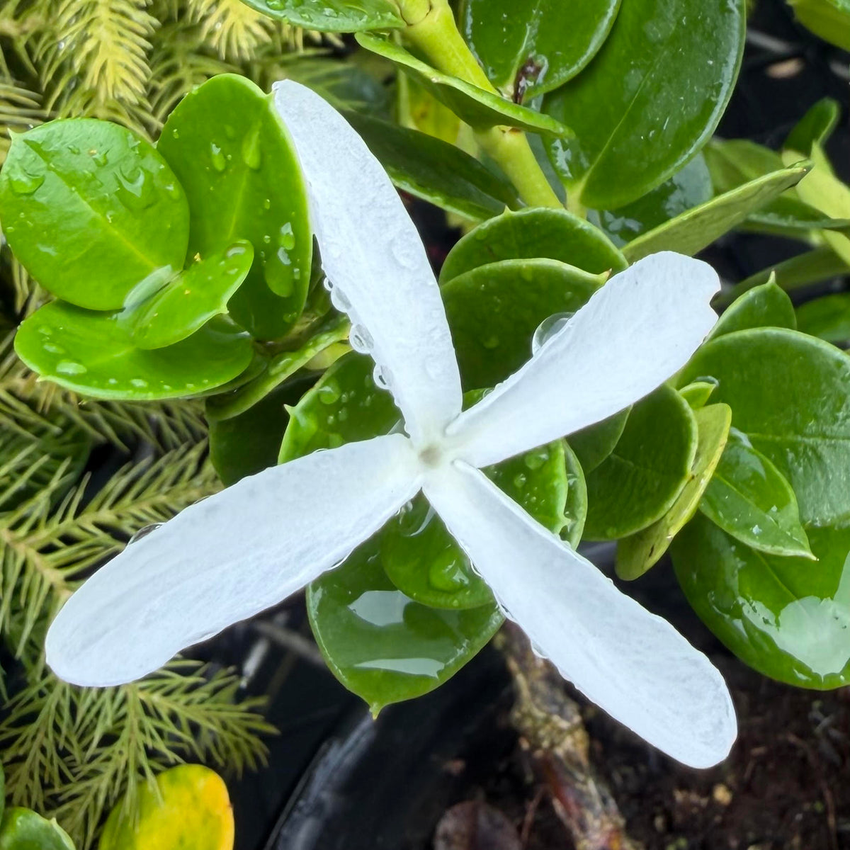 Carissa macrocarpa 'Natal Plumb'