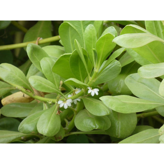 Scaevola taccada, "Naupaka Kahakai"
