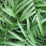 Cyclosorus interruptus 'Neke Fern'