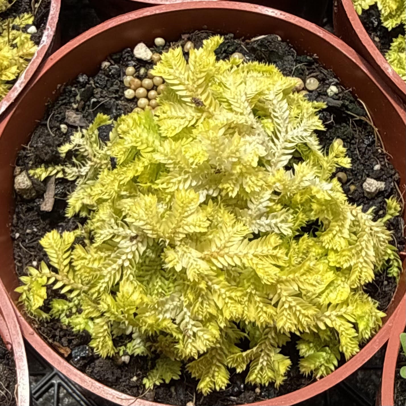 Selaginella kraussiana  'Aurea' (Neon Spikemoss)