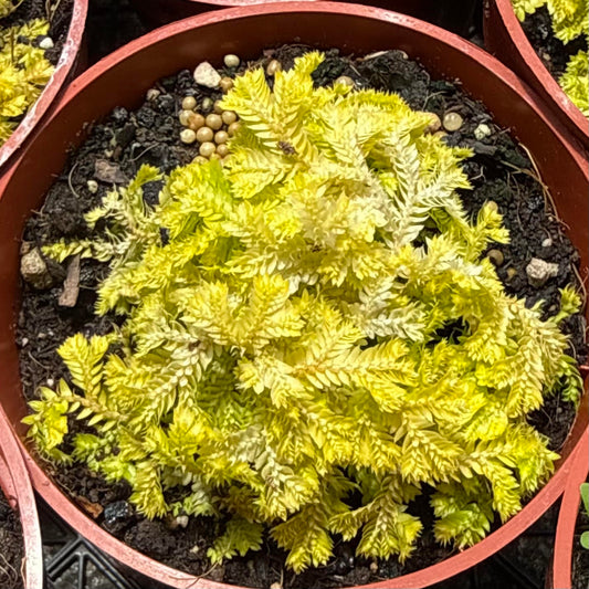Selaginella kraussiana  'Aurea' (Neon Spikemoss)