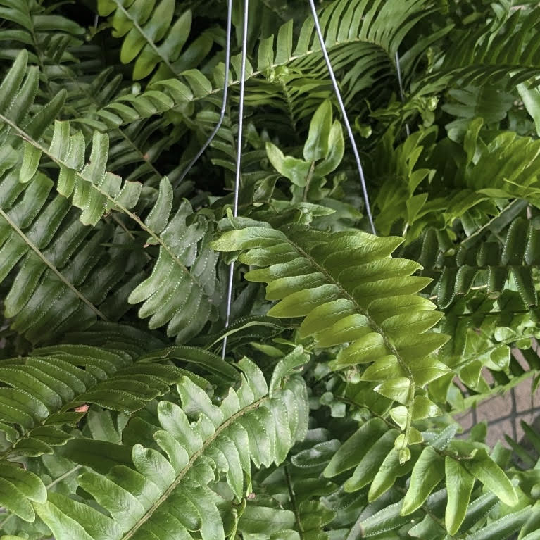 Nevada Fern