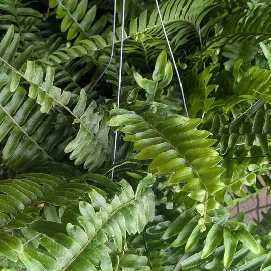 Nevada Fern