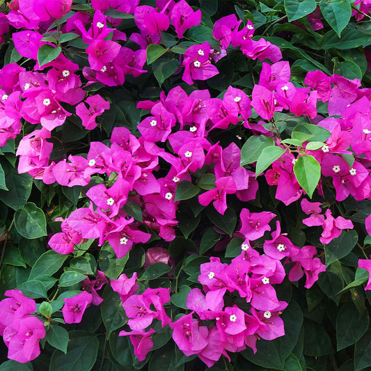 Bougainvillea, "New River"