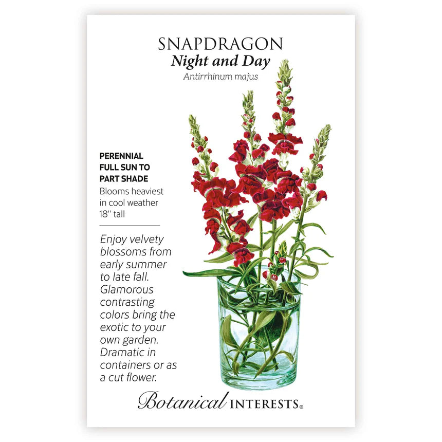 Night and Day Snapdragon