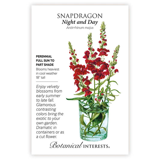 Night and Day Snapdragon