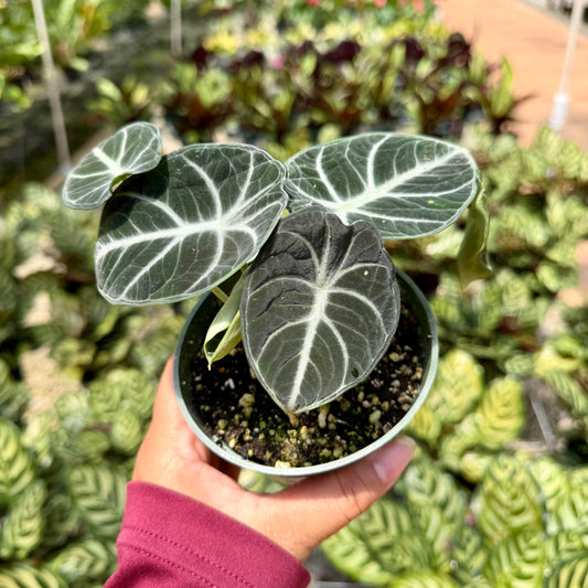 Alocasia reginul 'Ninja'