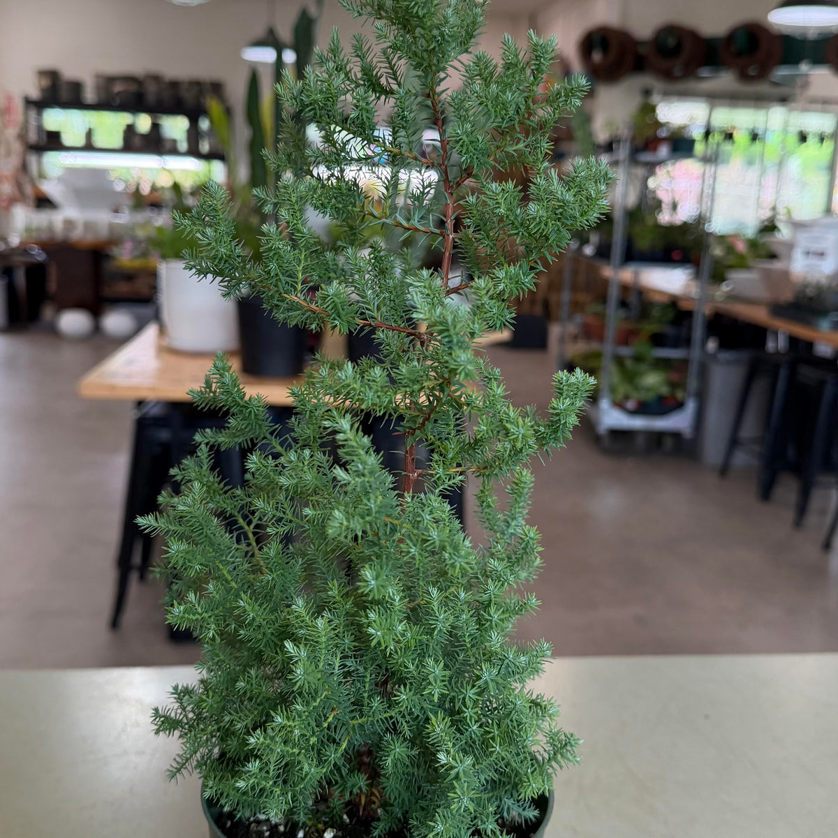 Pinus thunbergii, "Nishi Pine"