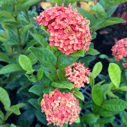Ixora coccinea 'Nora Grant'