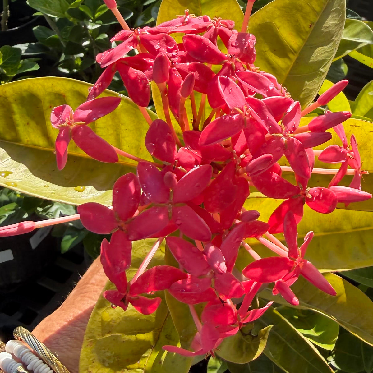 Ixora coccinea 'Nora Grant'