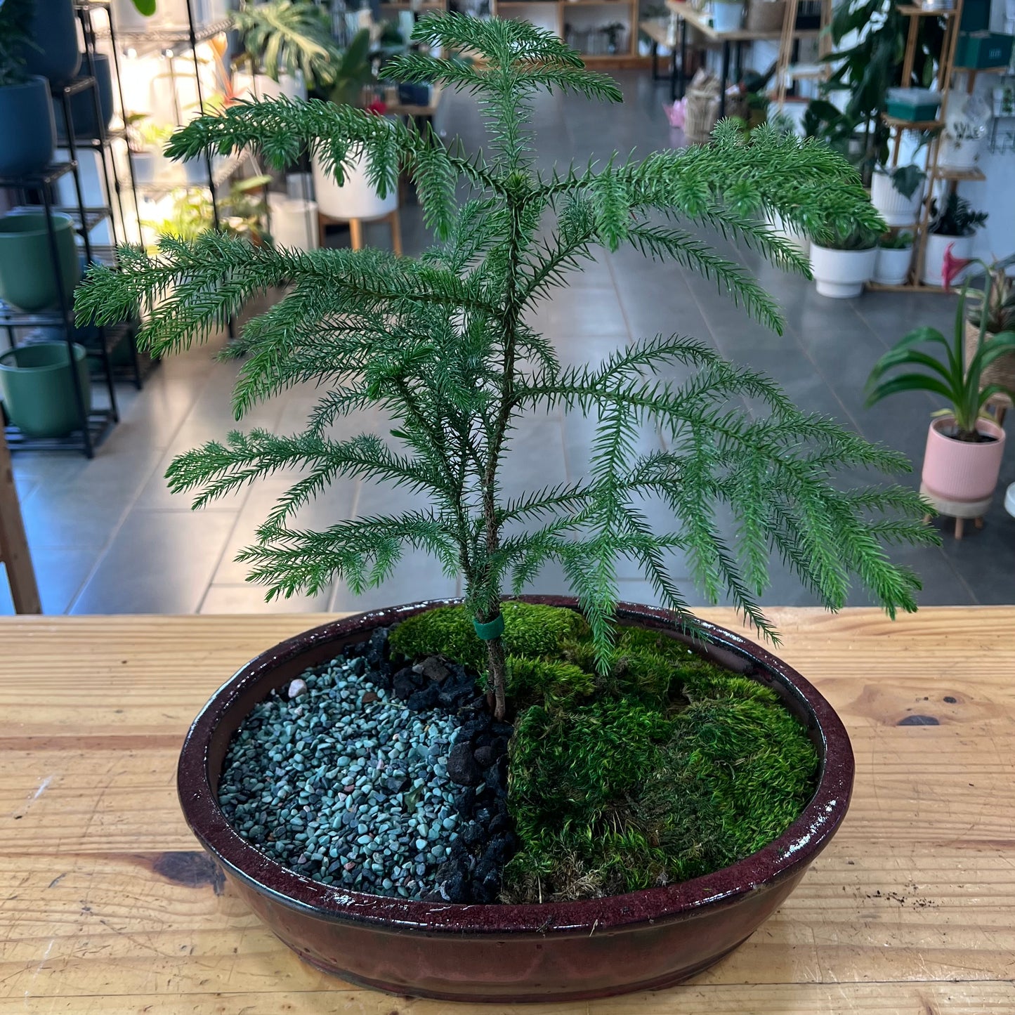Bonsai - Norfolk Pine