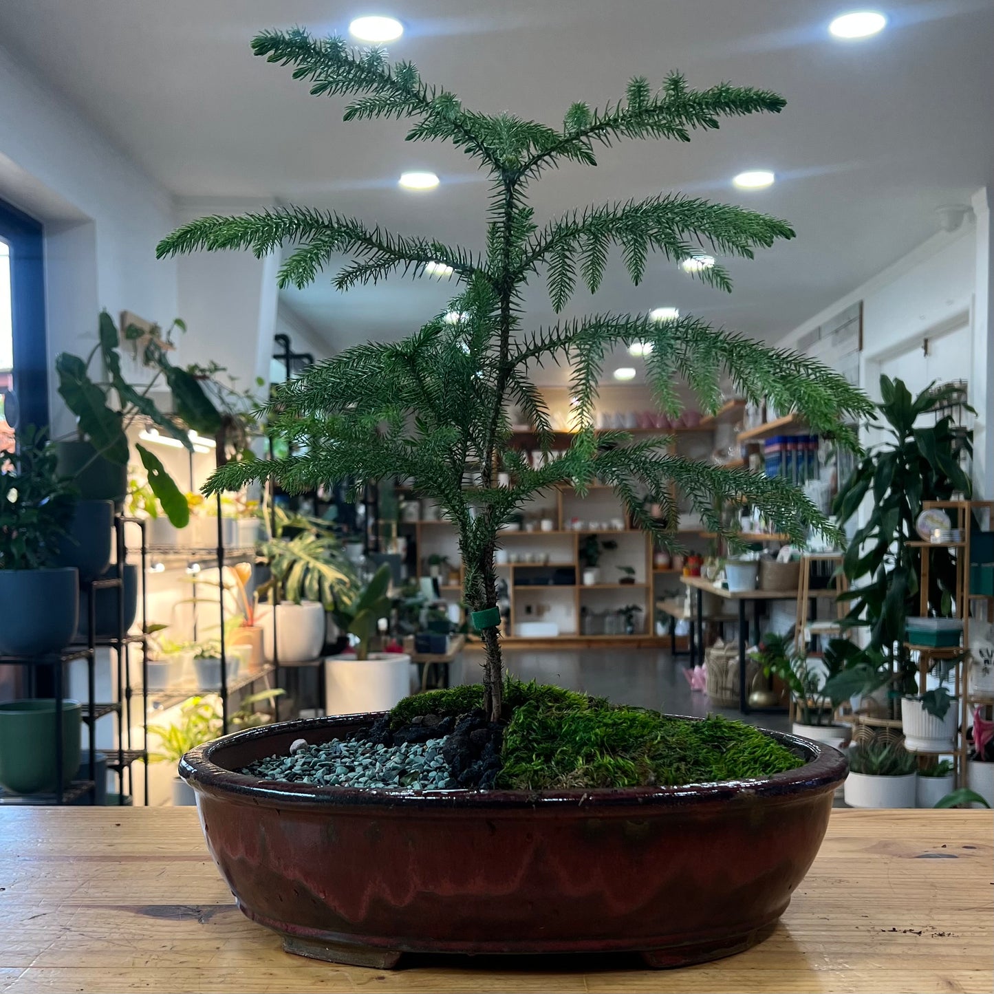 Bonsai - Norfolk Pine