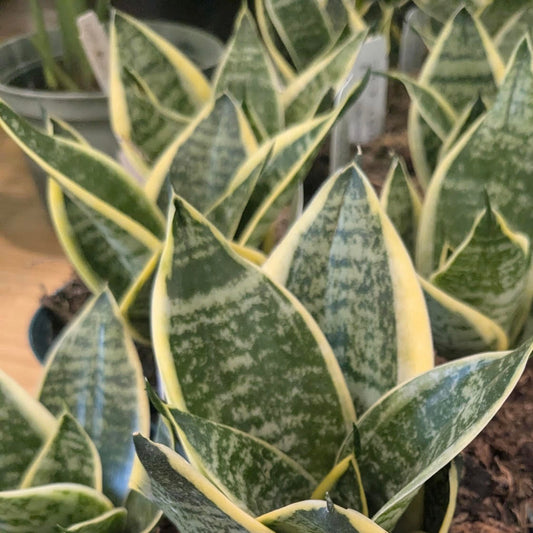 Sansevieria 'Dwarf Ocean Star'