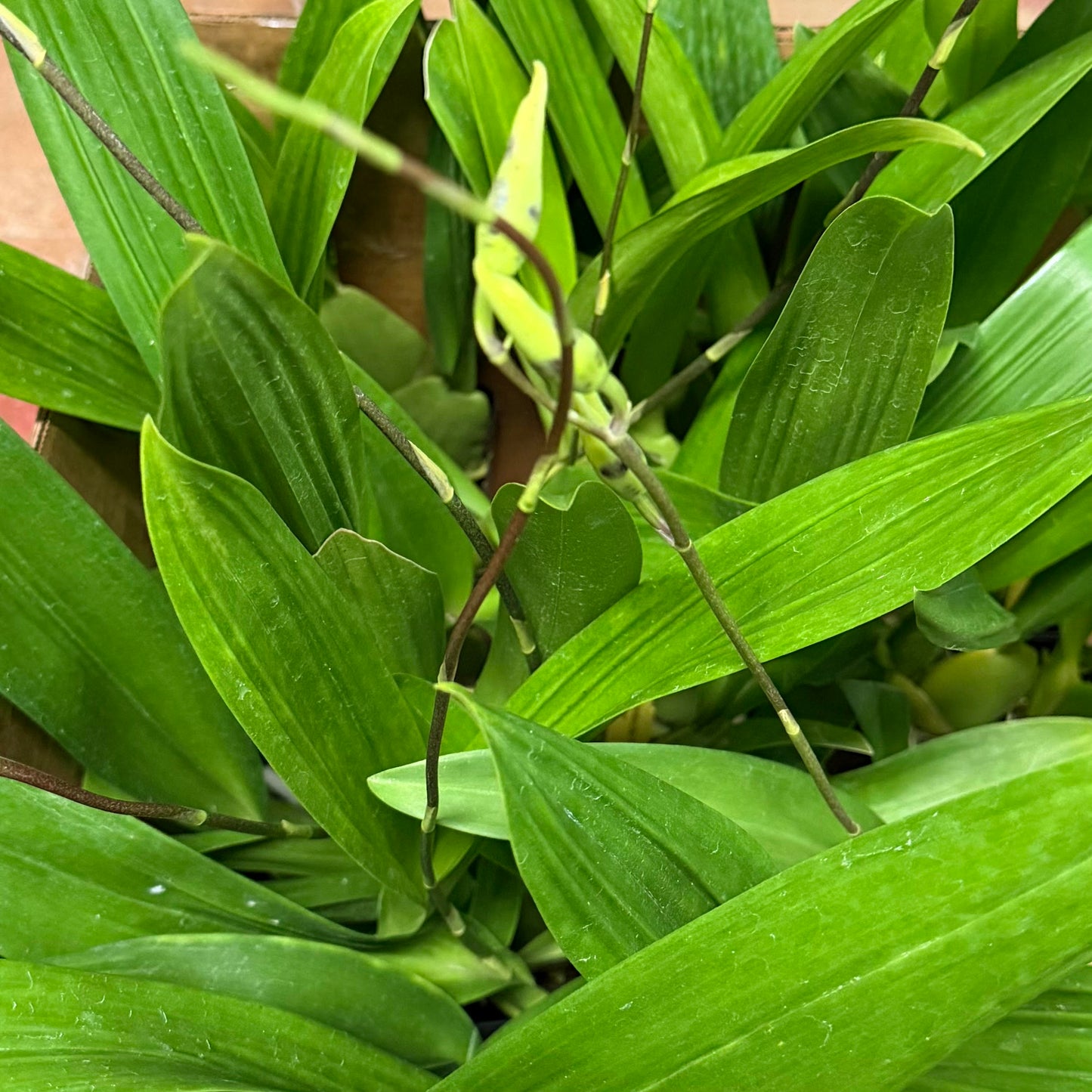 Oncidium Orchids