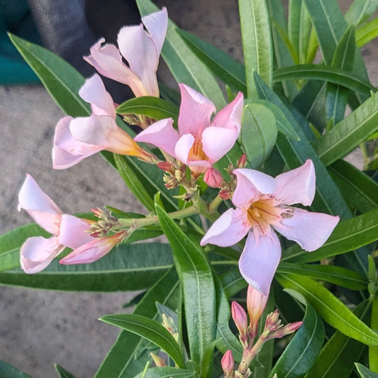 Nerium oleander ʻDwarf Salmonʻ