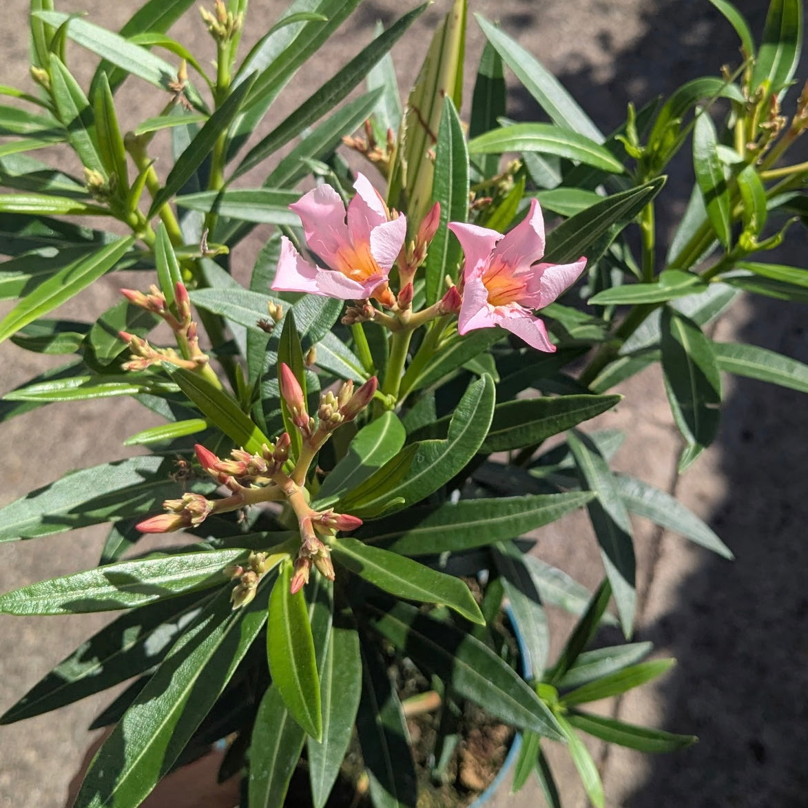 Nerium oleander ʻDwarf Salmonʻ