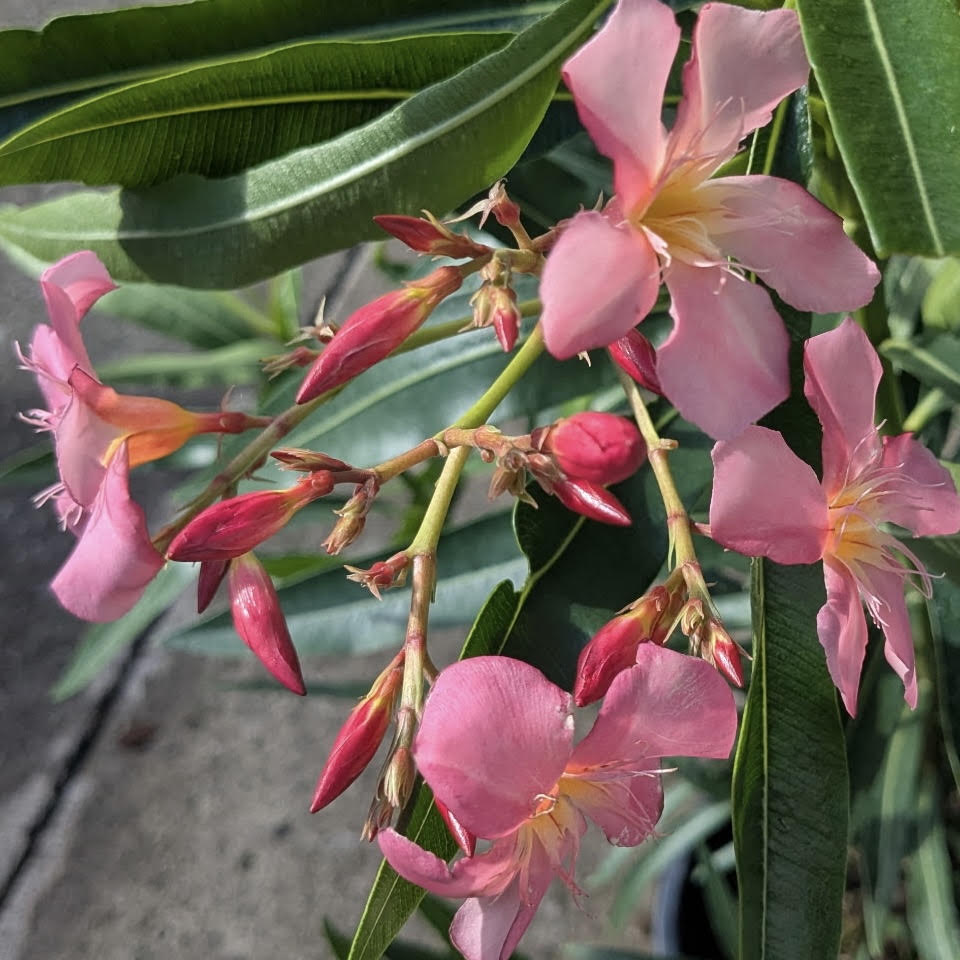 Nerium Oleander Pink