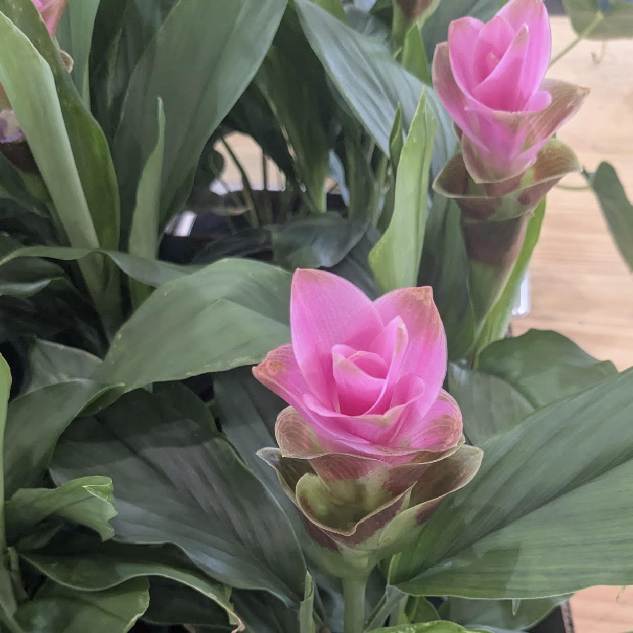 Curcuma longa, Olena (Turmeric)