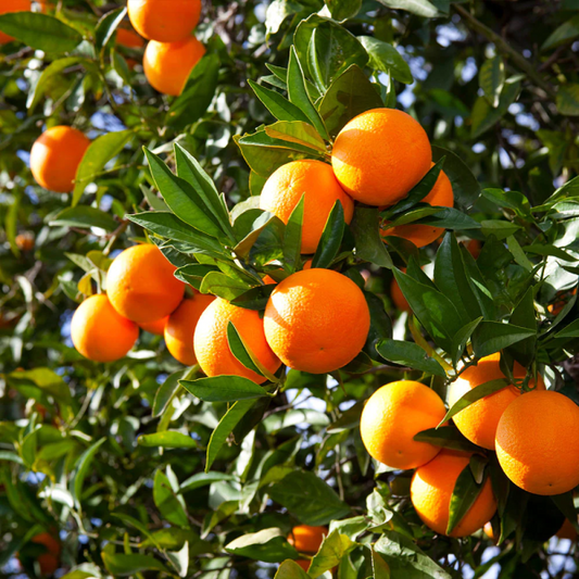 Olinda Valencia Orange Semi Dwarf