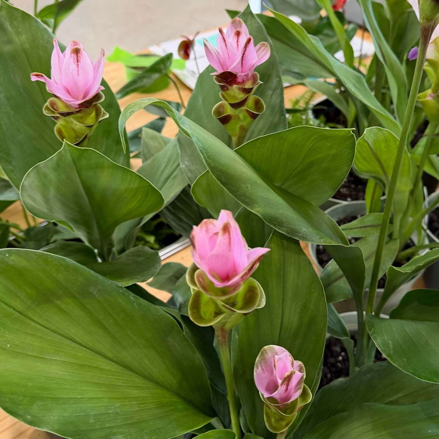 Curcuma 'Olomana Gem'