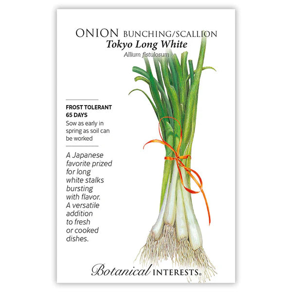 Onion Bunching seeds, "White Tokyo Long"