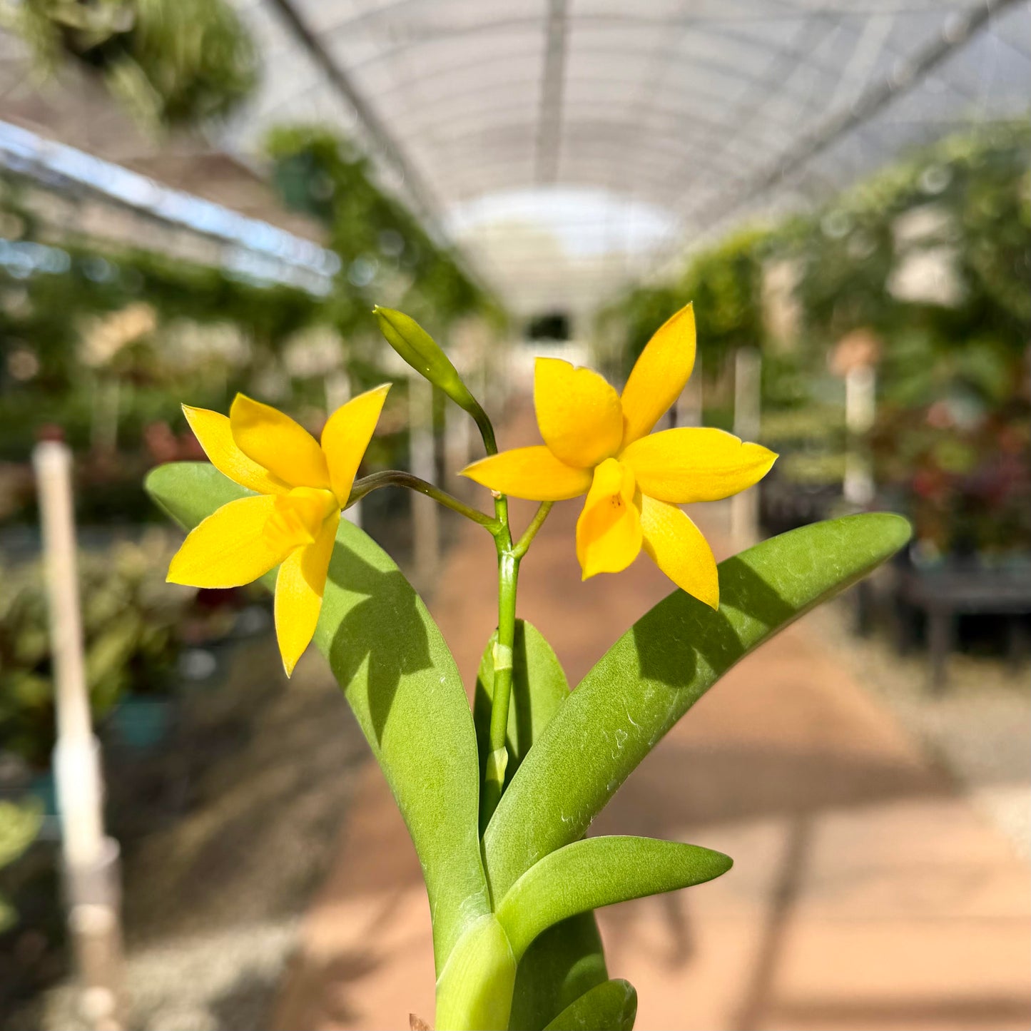 Cattleya Orchids